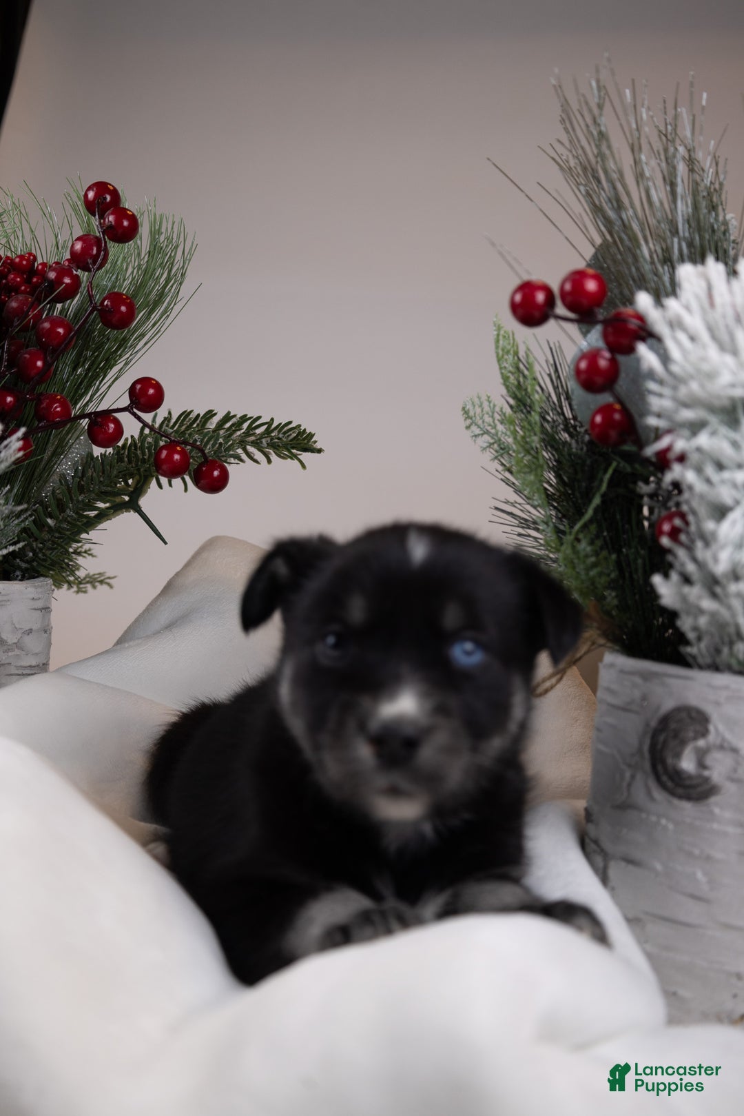 Goberian dogs for sale: Bear - Ad 10