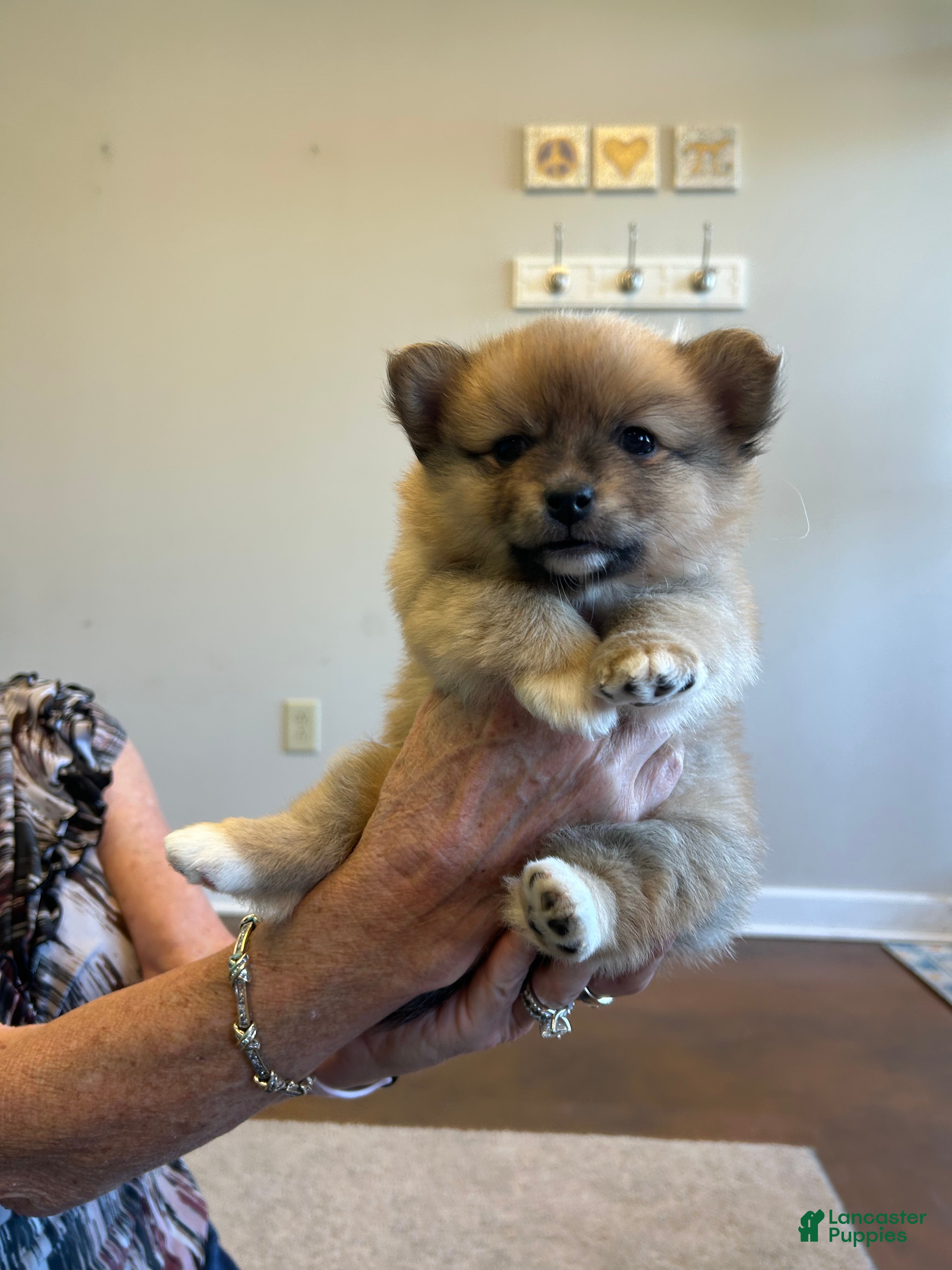 Pomeranian dogs Pomeranian Puppy 3 - Ad 2