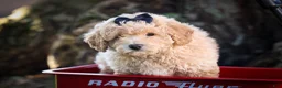 Bichpoo dogs for sale: Nova💕 - Ad 10