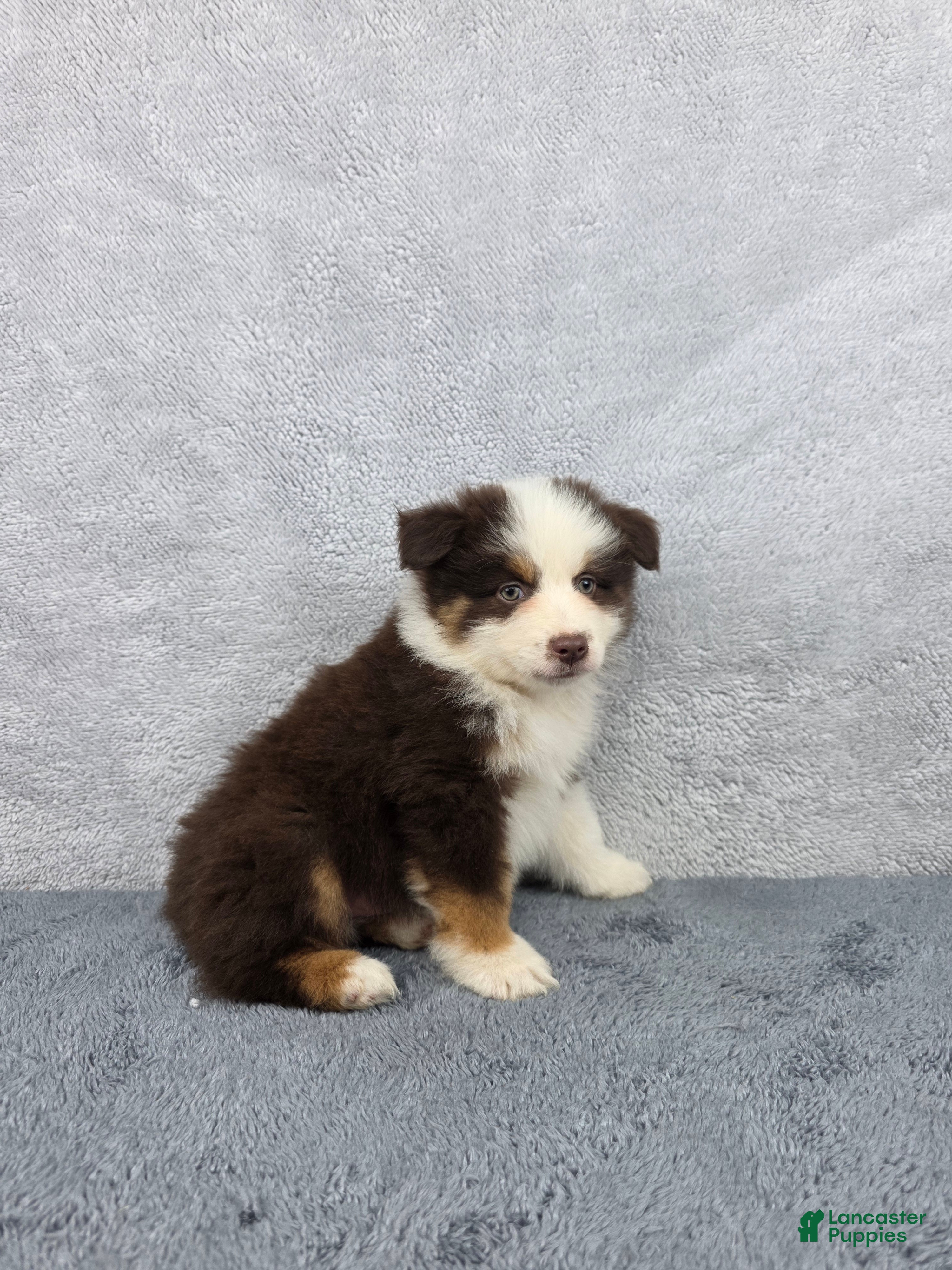 Miniature Australian Shepherd dogs Rocky - Ad 2