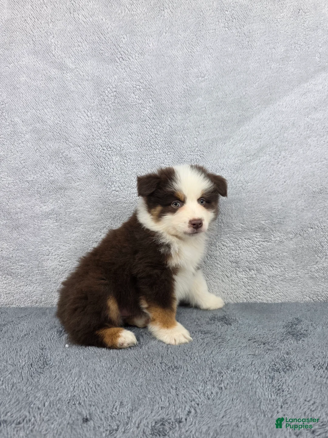 Miniature Australian Shepherd dogs for sale: Rocky - Ad 2