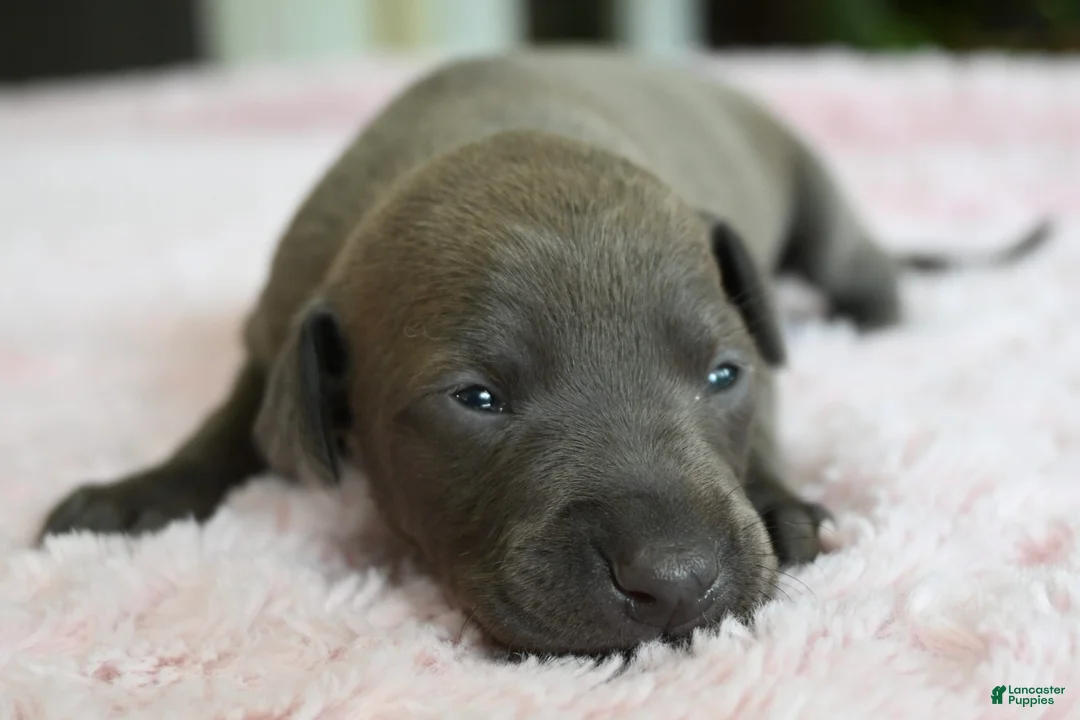 Italian Greyhound dogs for sale: June - Ad 1