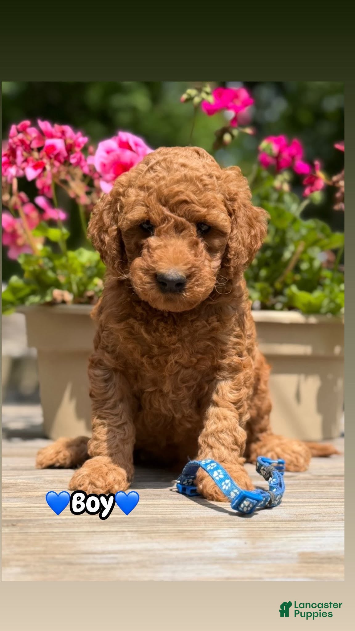Mini Goldendoodle dogs Mini Goldendoodle 3 blue collar - Ad 1
