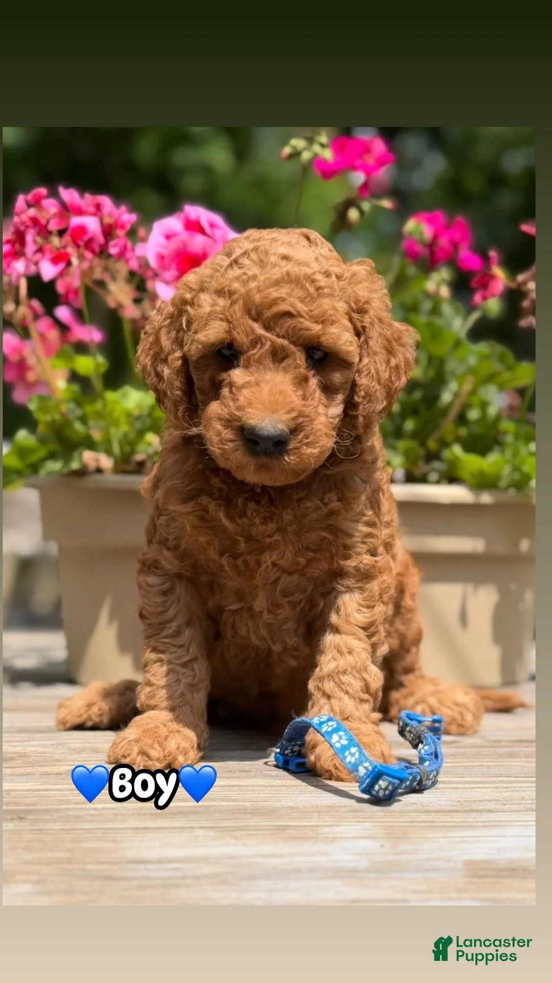 Mini Goldendoodle dogs for sale: Mini Goldendoodle 3 blue collar - Ad 1