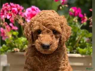Mini Goldendoodle dogs for sale: Mini Goldendoodle 3 blue collar - Ad 3