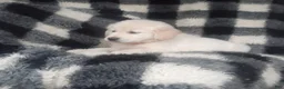 Golden Retriever dogs for sale: Max - Ad 1