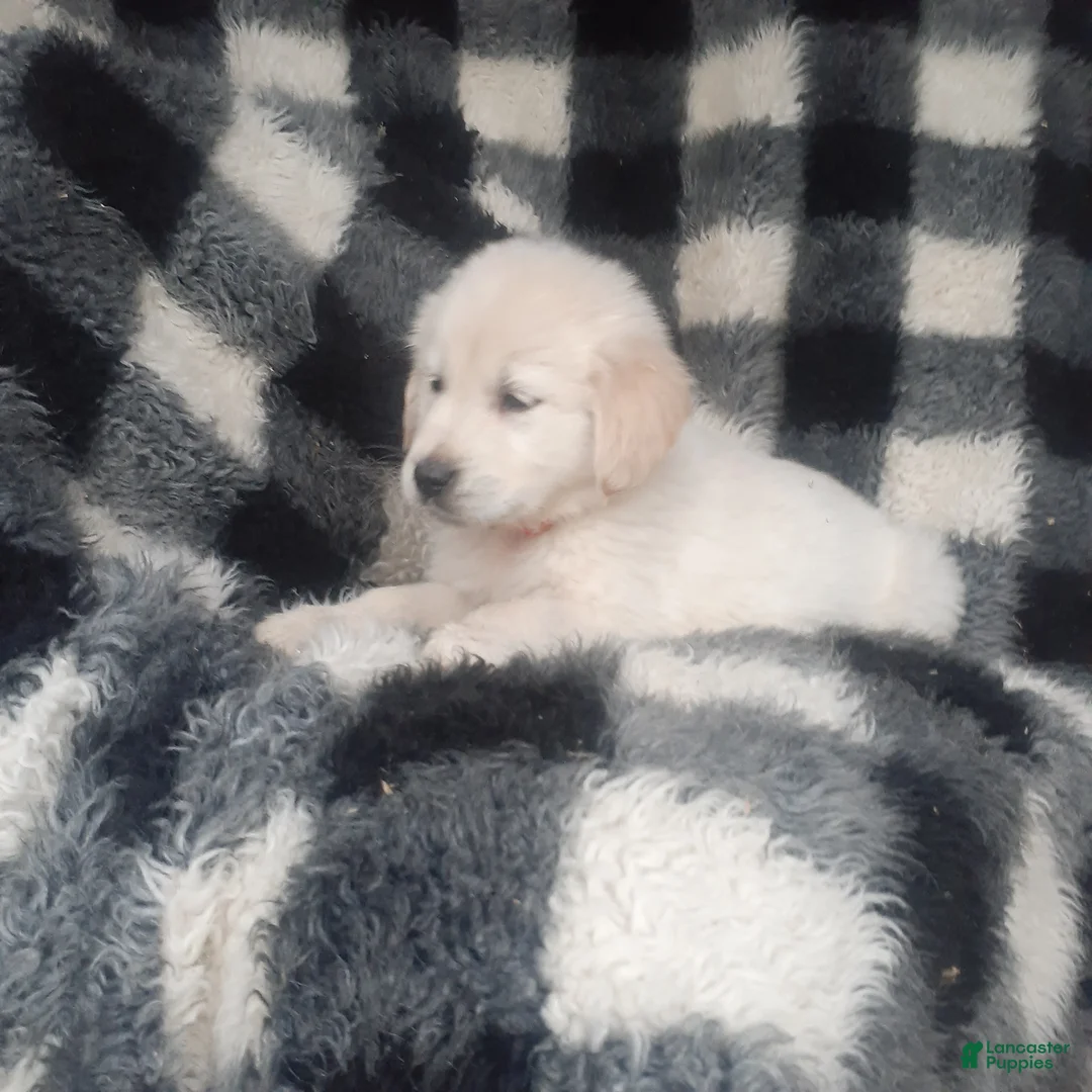 Golden Retriever dogs for sale: Max - Ad 1
