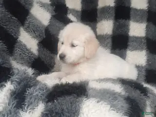 Golden Retriever dogs for sale: Max - Ad 1