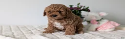 Mini Goldendoodle dogs for sale: Loki  - Ad 3