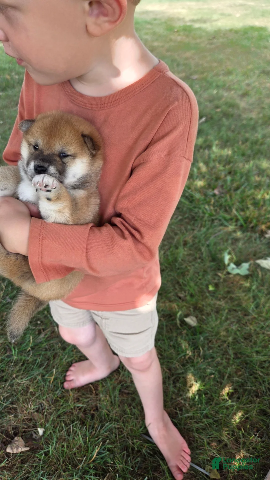 Shiba Inu dogs for sale: Betsy - Ad 1