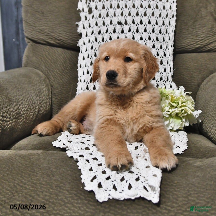 Golden Retriever dogs for sale: Roy  - Ad 1