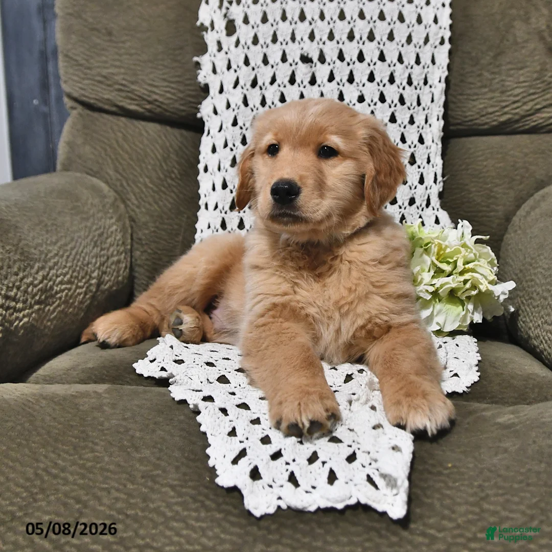 Golden Retriever dogs for sale: Roy  - Ad 1