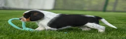 Beagle dogs for sale: Cruz  - Ad 10
