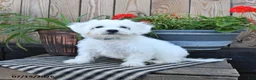 Mixed Breed dogs for sale: Ethan - Ad 5