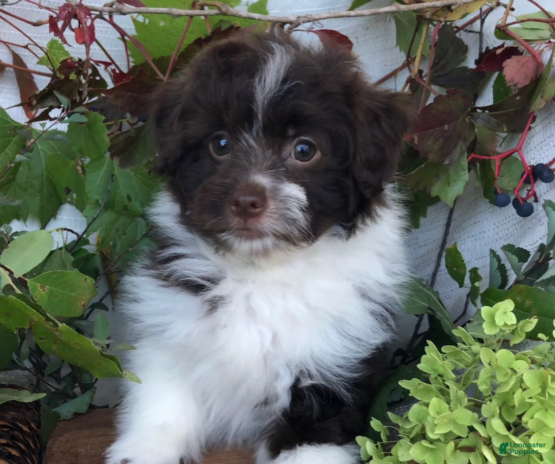 Pomapoo dogs for sale: Quincy - Ad 1