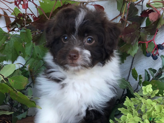 Pomapoo dogs Quincy - Ad 30