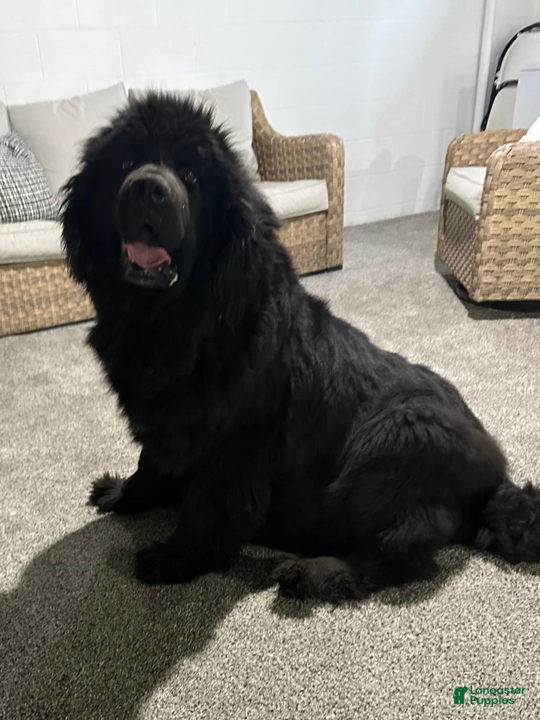 Newfoundland dogs for sale: OFA,AKC,CH, “Raine”  - Ad 11