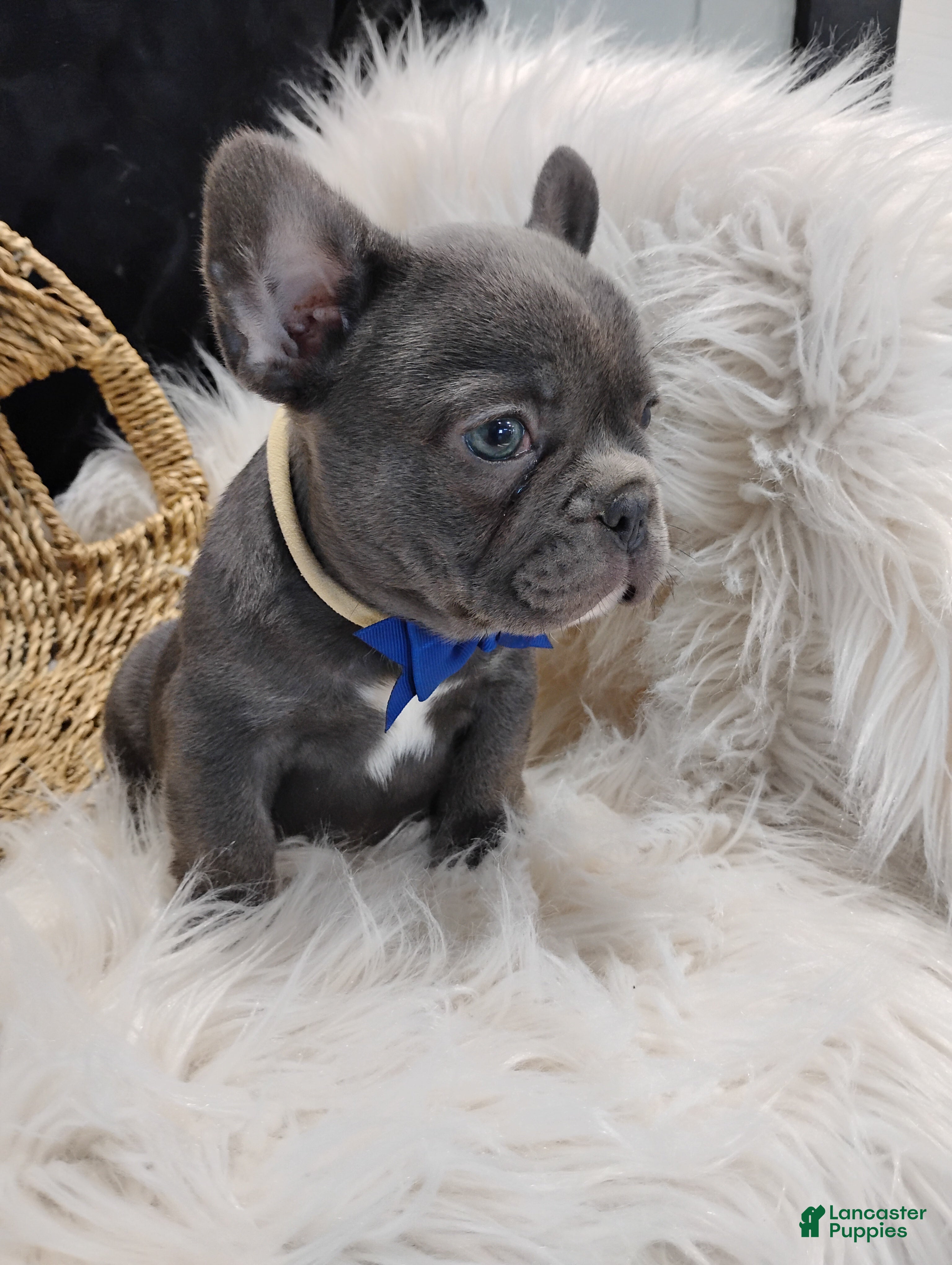 French Bulldog dogs Felix  - Ad 2