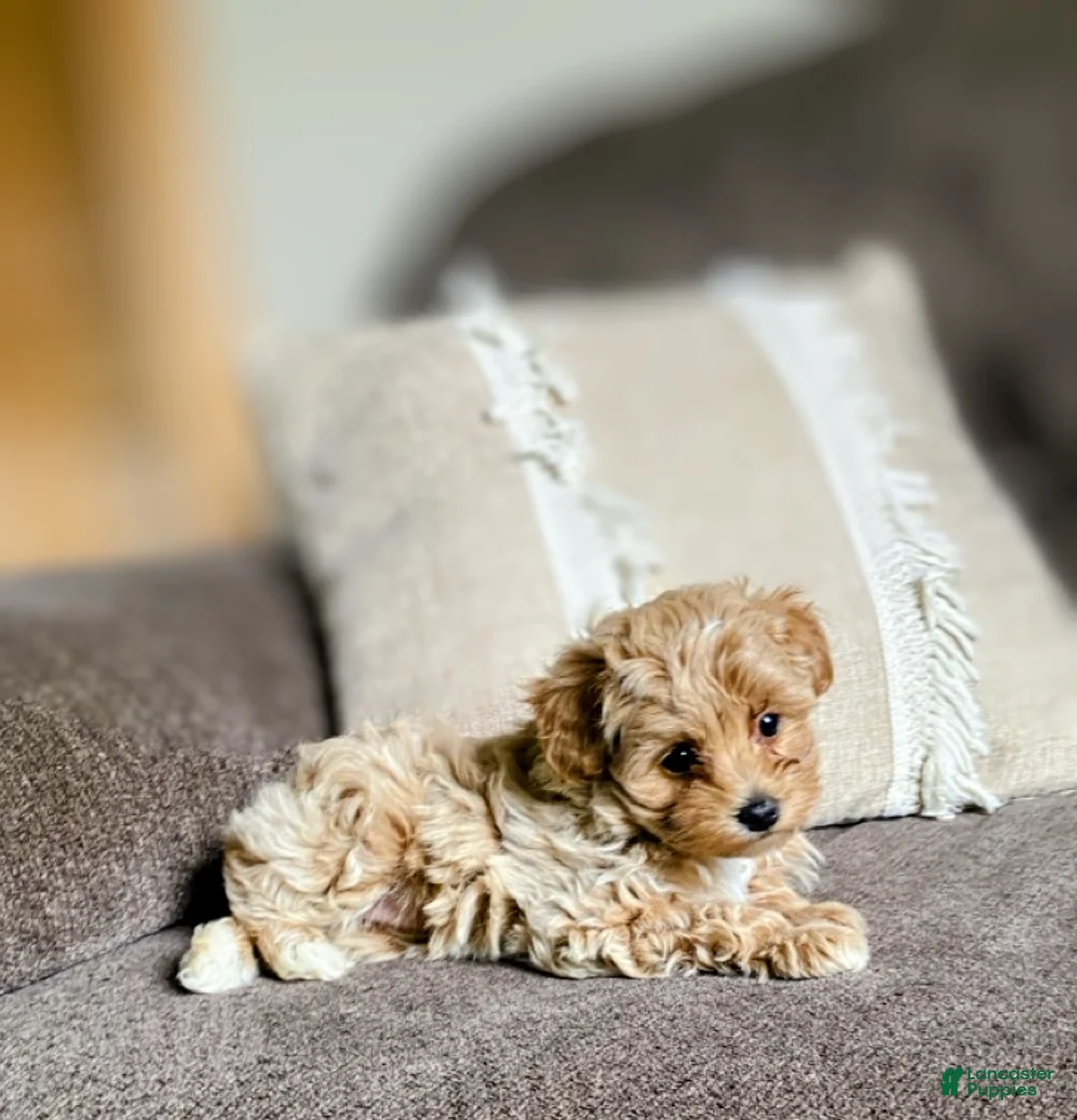 Maltipoo dogs for sale: ♥️LITTLE DARLING ♥️ - Ad 2