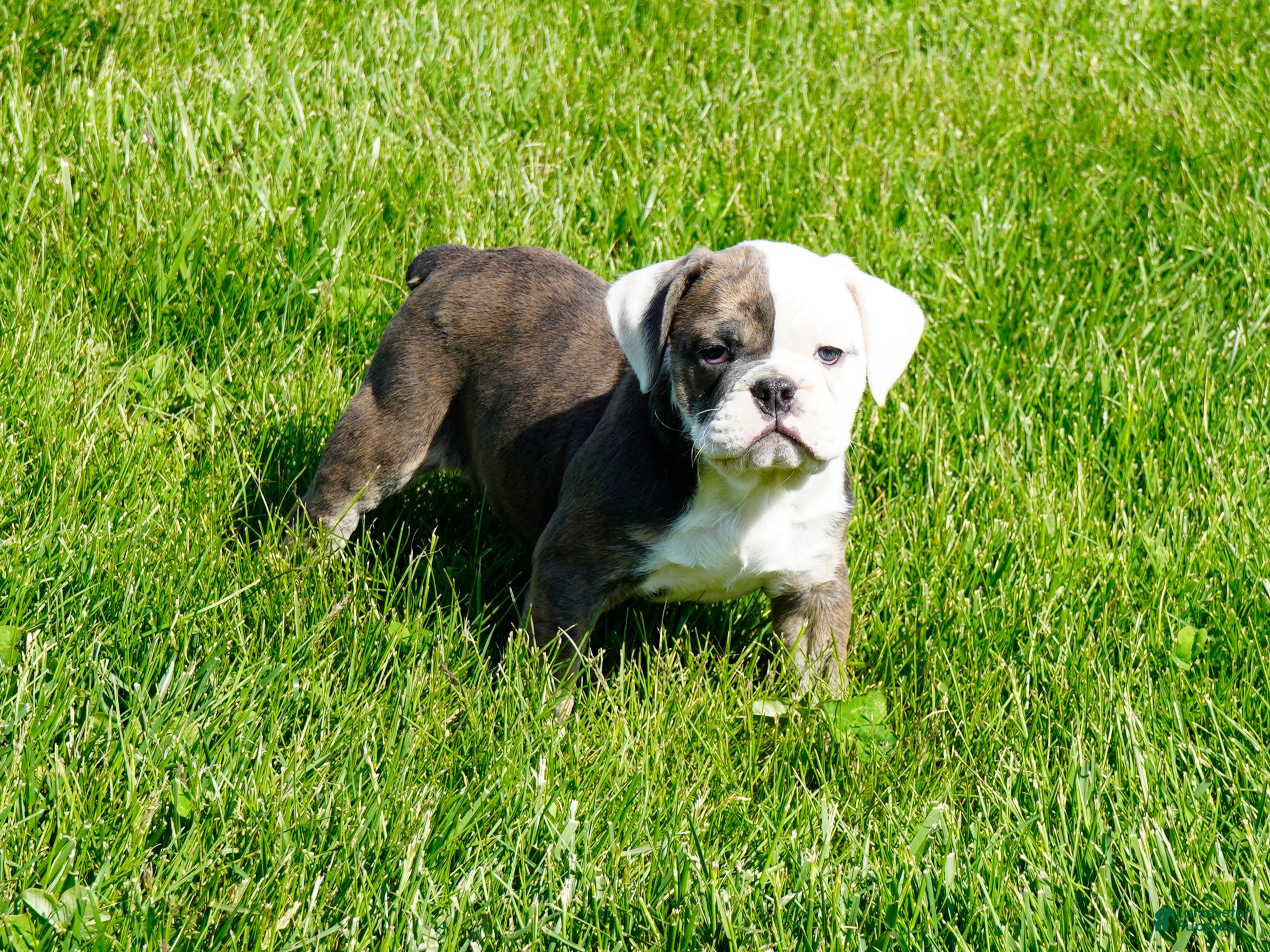 English Bulldog dogs Bella Female - Ad 1