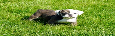 Bella Female