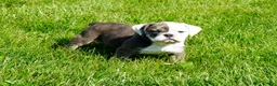 English Bulldog dogs for sale: Bella Female - Ad 1