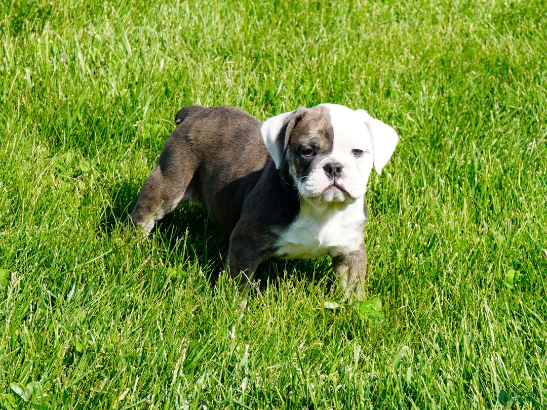 English Bulldog dogs for sale: Bella Female - Ad 1