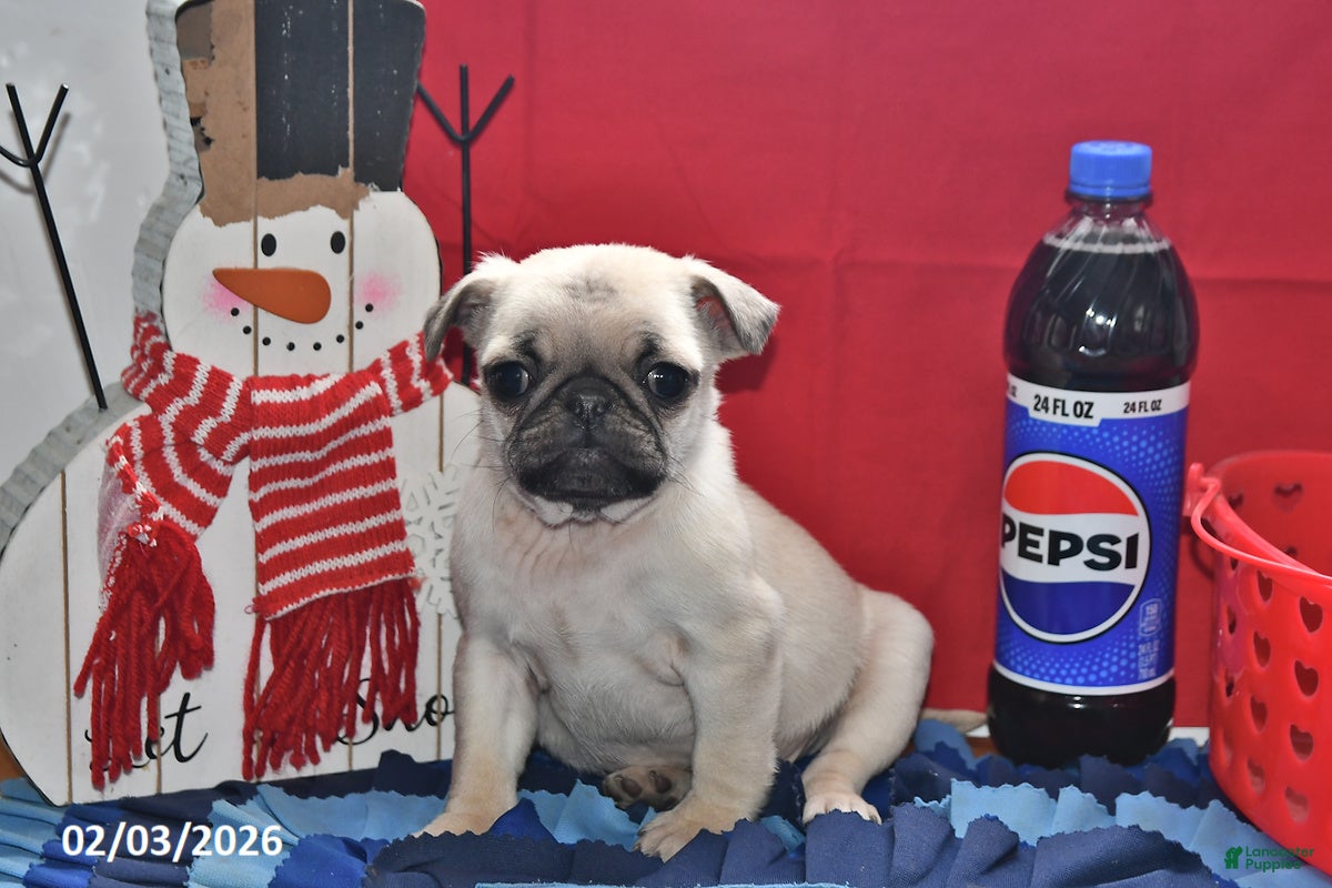 Pug dogs Donald - Ad 2