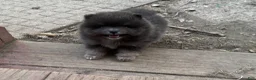 Pomeranian dogs for sale: Sultan - Ad 2