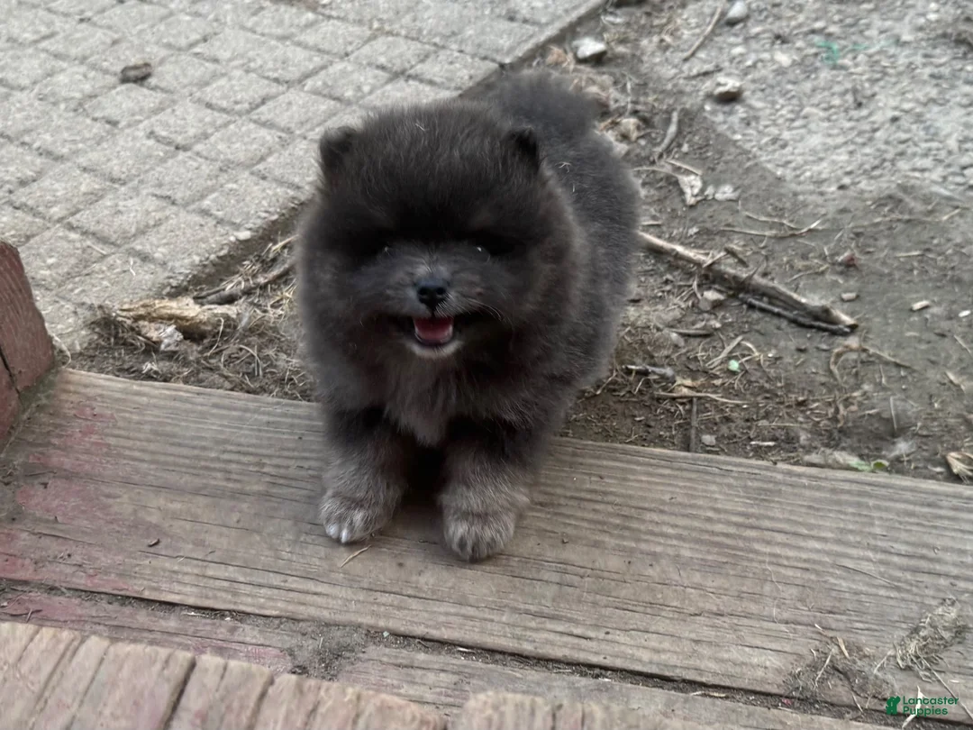 Pomeranian dogs for sale: Sultan - Ad 2