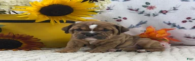 Darla