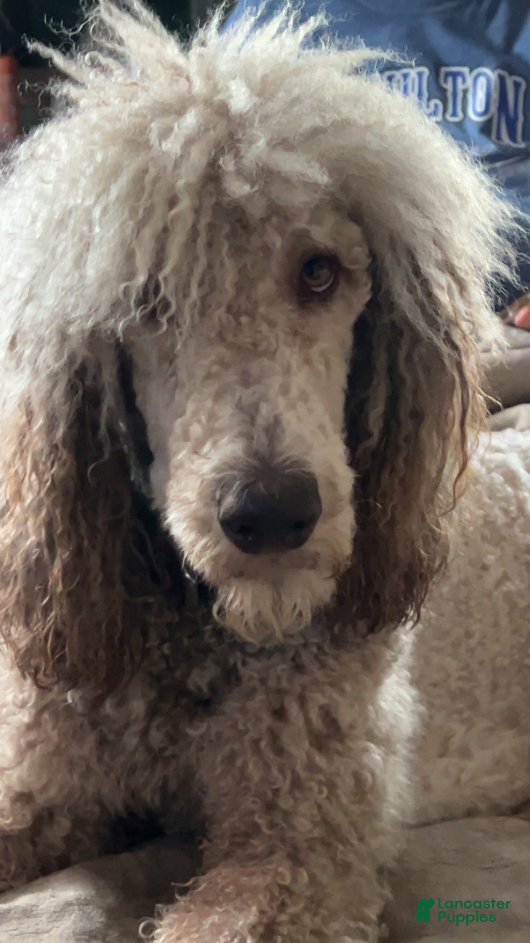 Mixed Breed dogs for sale: Sole - Ad 3