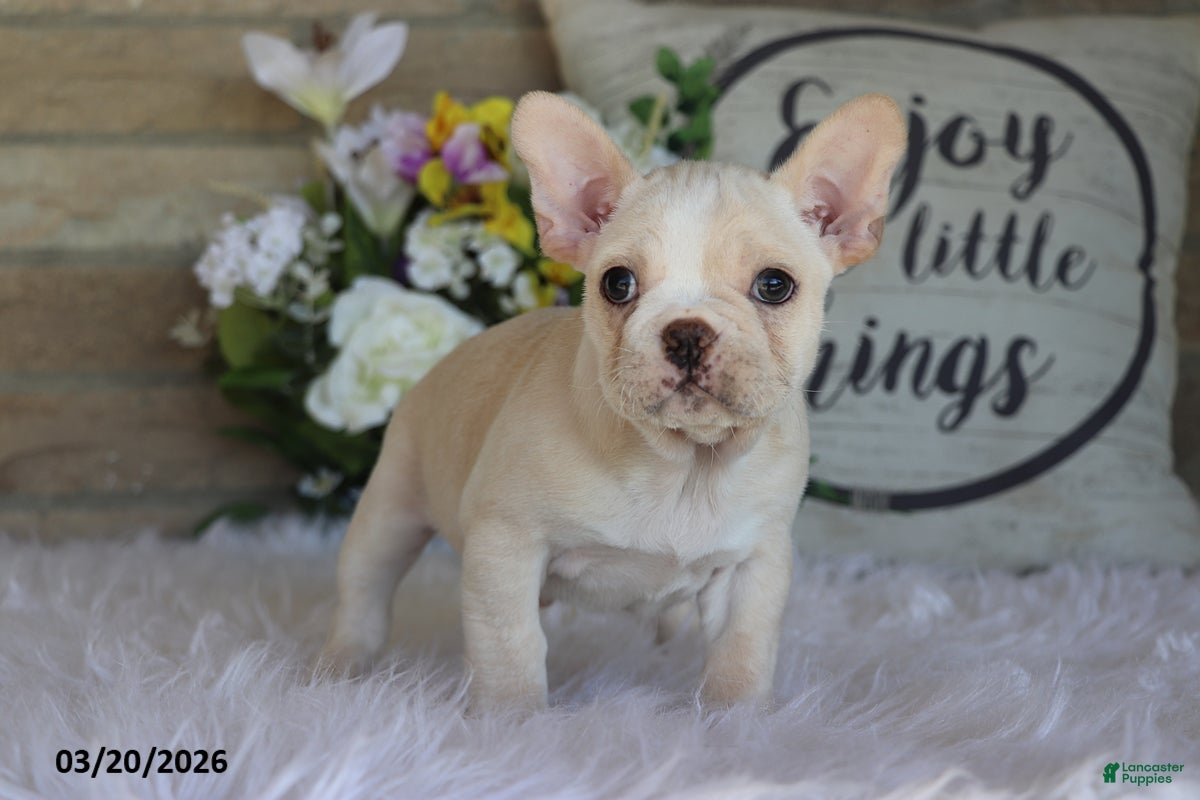 Frenchton dogs Leo - Ad 1