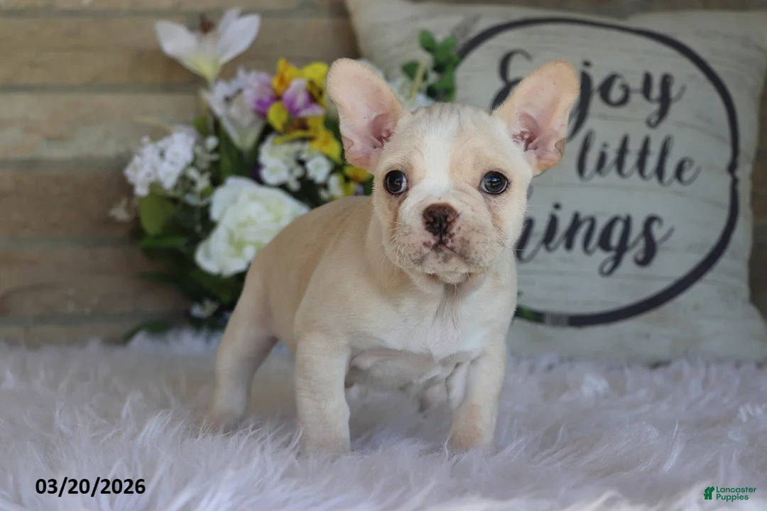 Frenchton dogs for sale: Leo - Ad 1