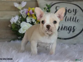 Frenchton dogs for sale: Leo - Ad 1