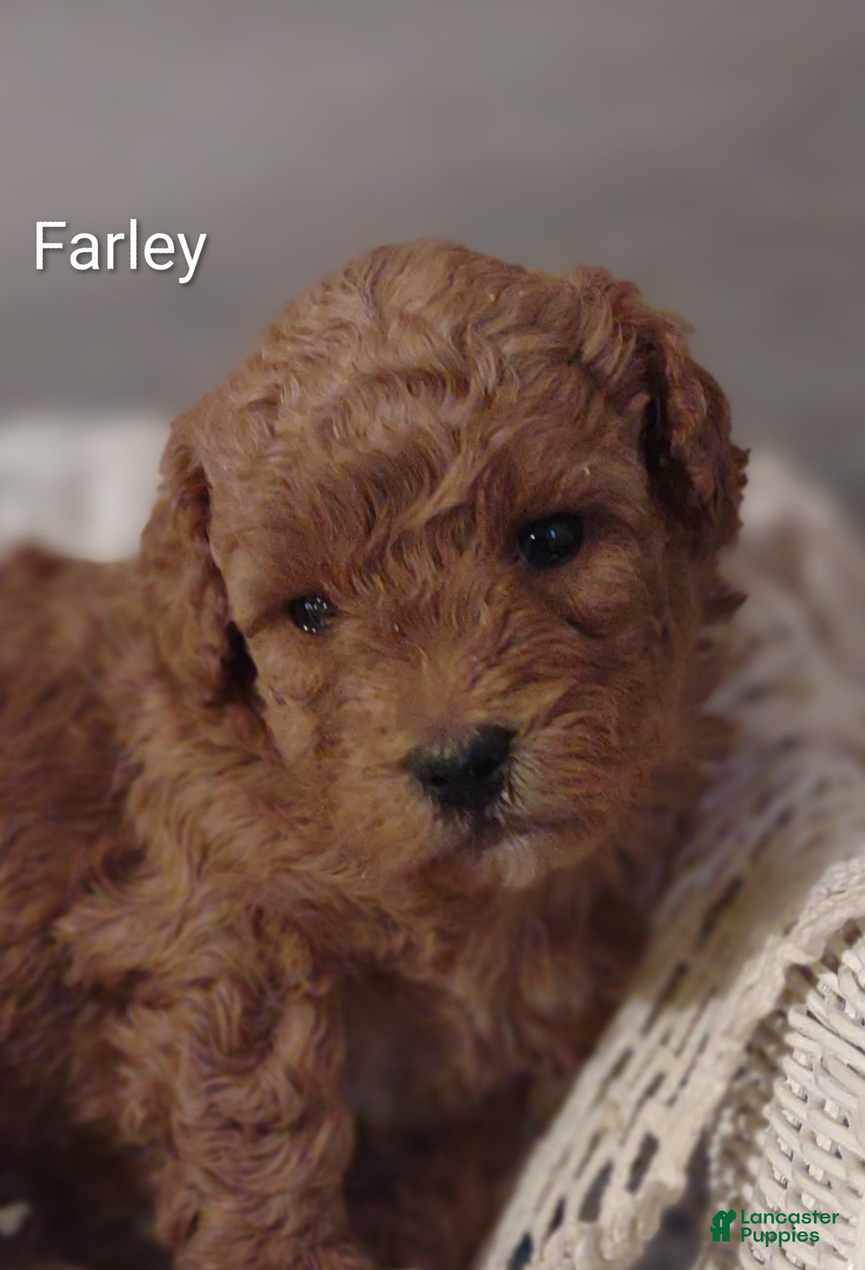Shihpoo dogs Farley - Ad 42