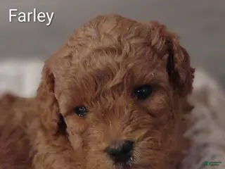 Shihpoo dogs Farley - Ad 42