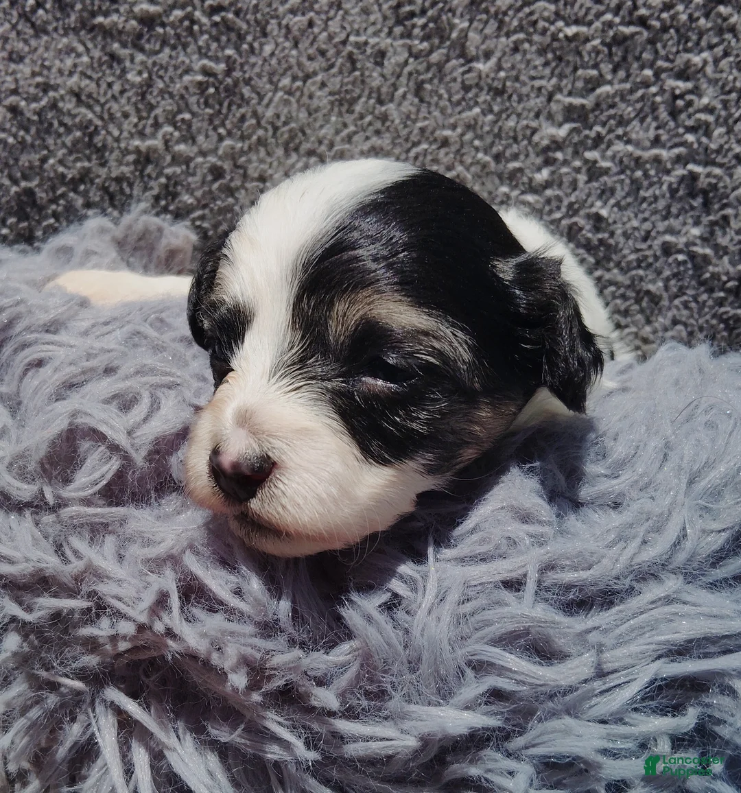 Maltipoo dogs for sale: Marla - Ad 2