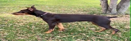 Doberman Pinscher dogs for sale: Diesel - Ad 6
