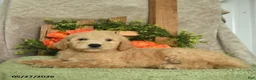 Mini Goldendoodle dogs for sale: Hamlet  - Ad 3