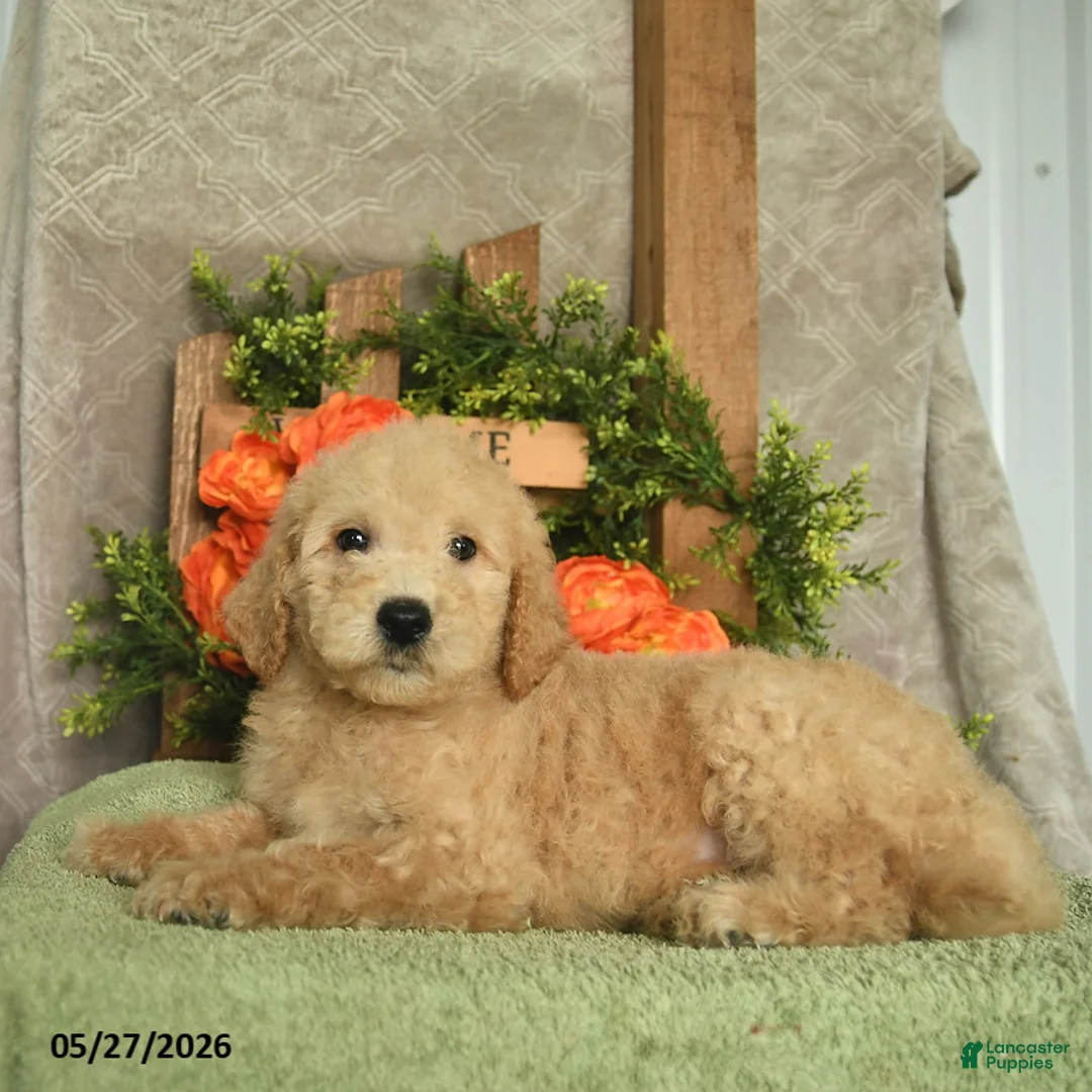 Mini Goldendoodle dogs for sale: Hamlet  - Ad 3