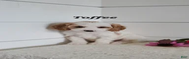 Toffee