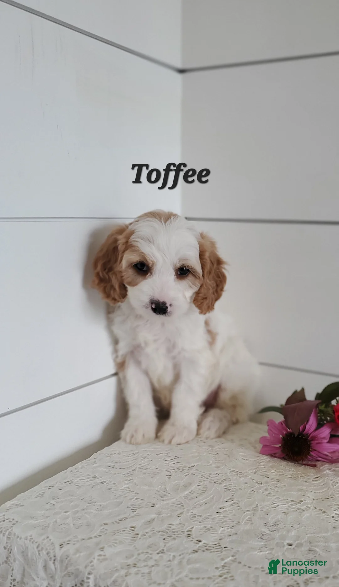 Cavapoo dogs for sale: Toffee - Ad 1