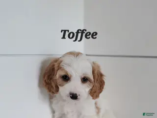 Cavapoo dogs Toffee - Ad 37