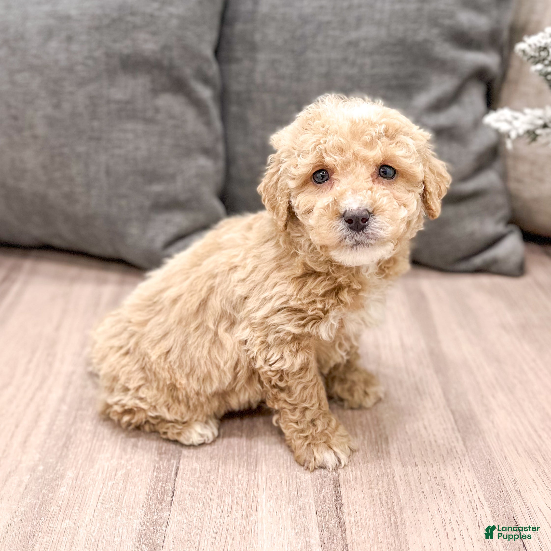 Mini Goldendoodle dogs Bella - Ad 7