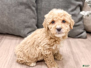 Mini Goldendoodle dogs Bella - Ad 11