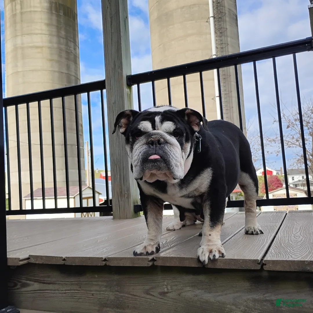 English Bulldog dogs for sale: Ramona - Ad 12