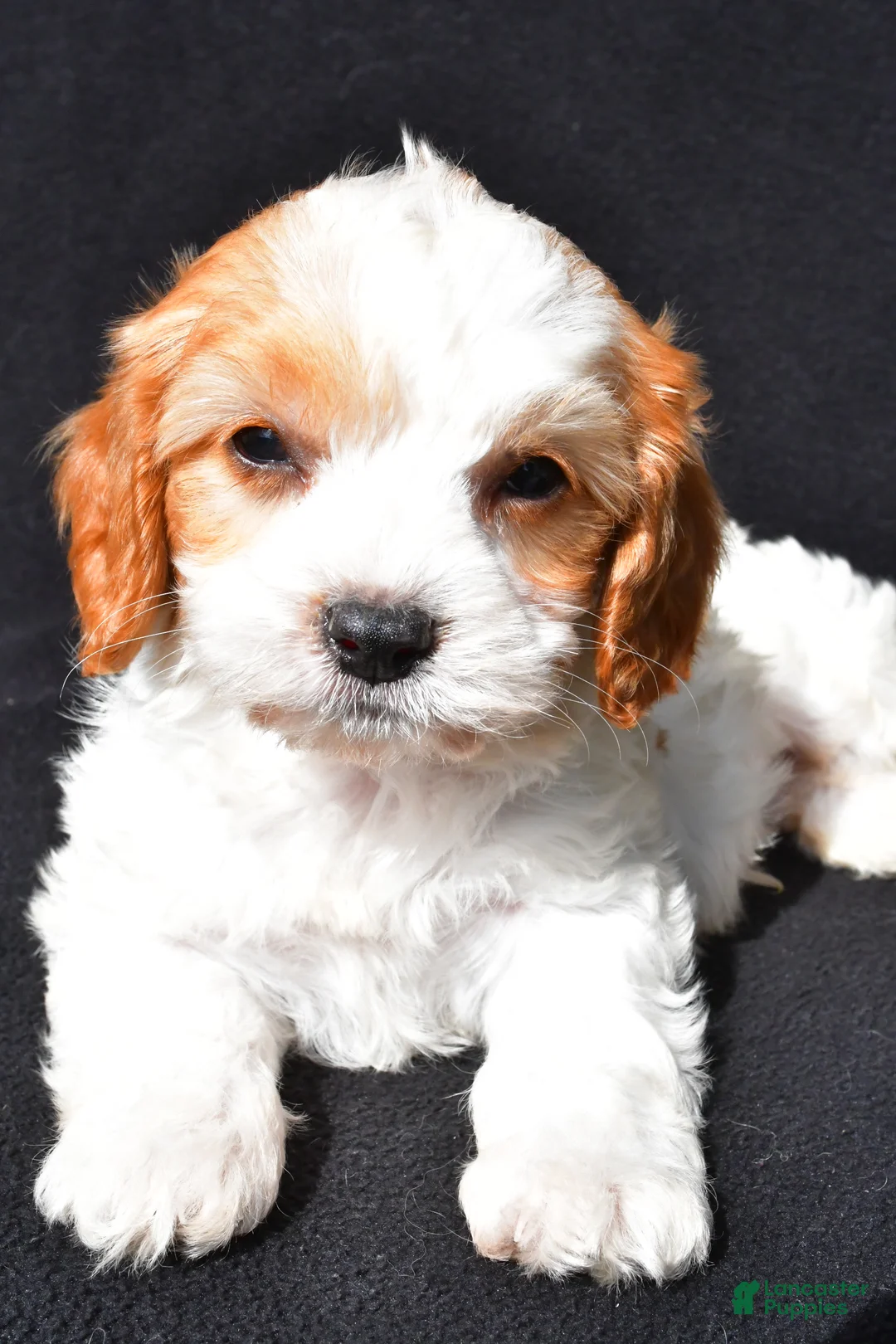 Cavapoo dogs for sale: Connor - Ad 2