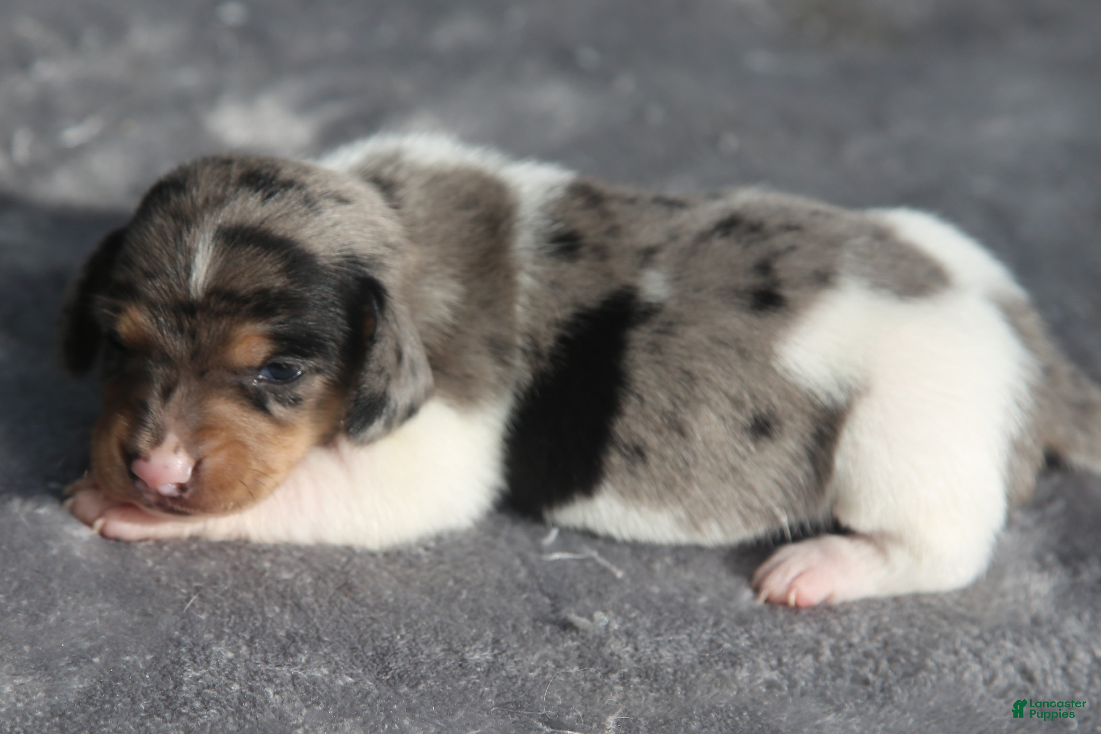 Dachshund dogs Black and Tan Dapple Piebald Male  - Ad 2