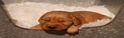 Golden Retriever dogs for sale: Rex - AKC, Genetically Clear - Ad 5